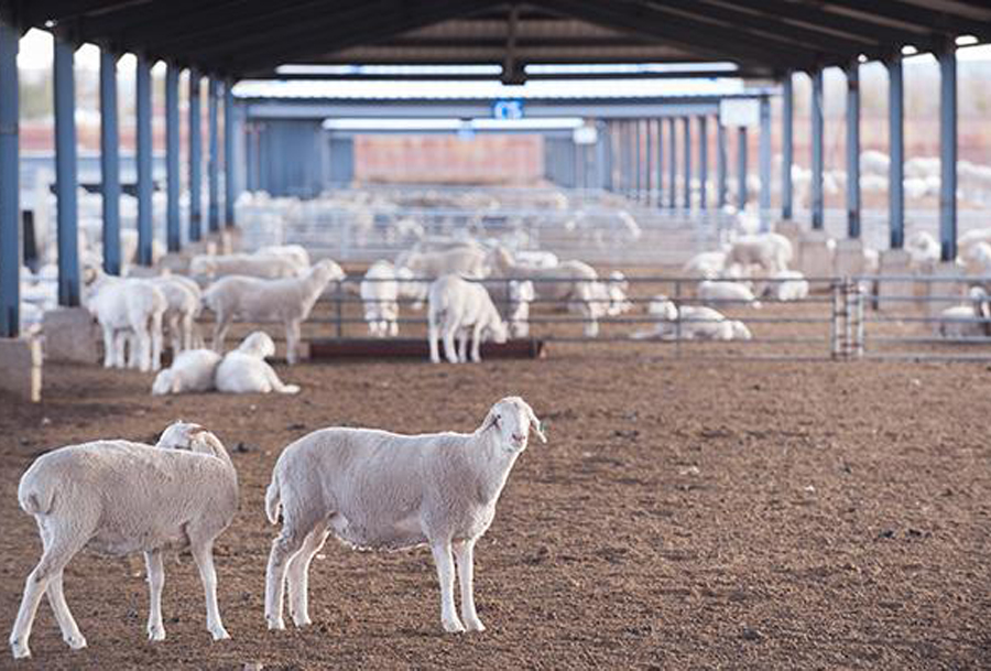 養殖畜牧業專用發電機組